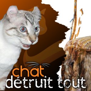 Chat-fait-des-betises
