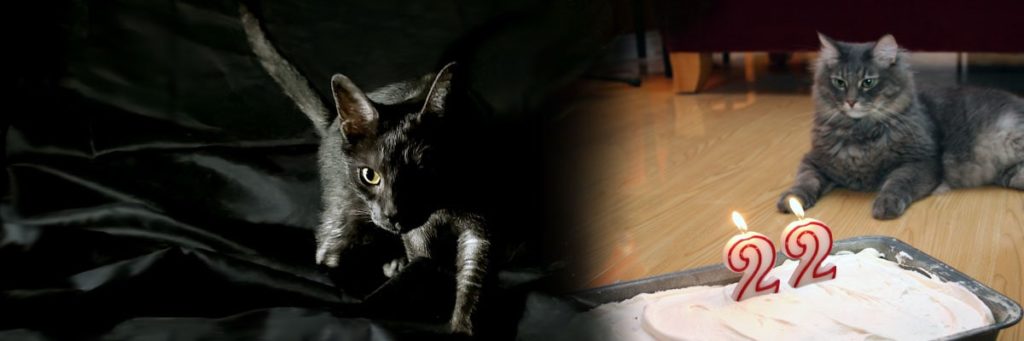 article-sur-chat-senior