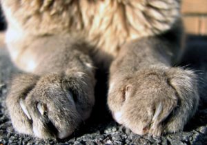 vieux-chat-griffes-longues