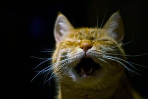 chat-geriatrique-vocalises