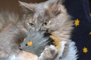 chat-senior-jouer