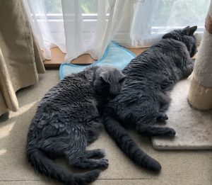 chat-senior-poil-terne
