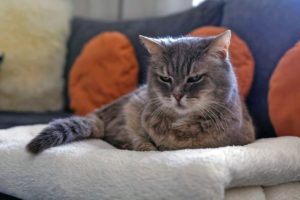 Chat-vieillit-dort-beaucoup