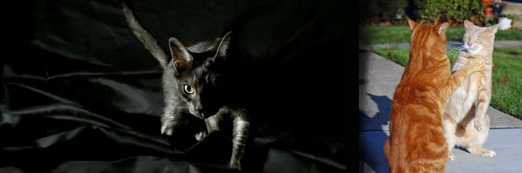 mesentente-chats
