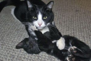attaques-jeux-chats-chaton