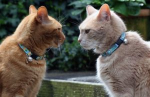 conflits-chats