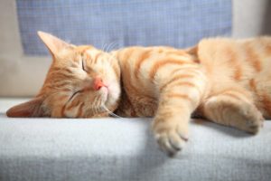 chat-dort-canape