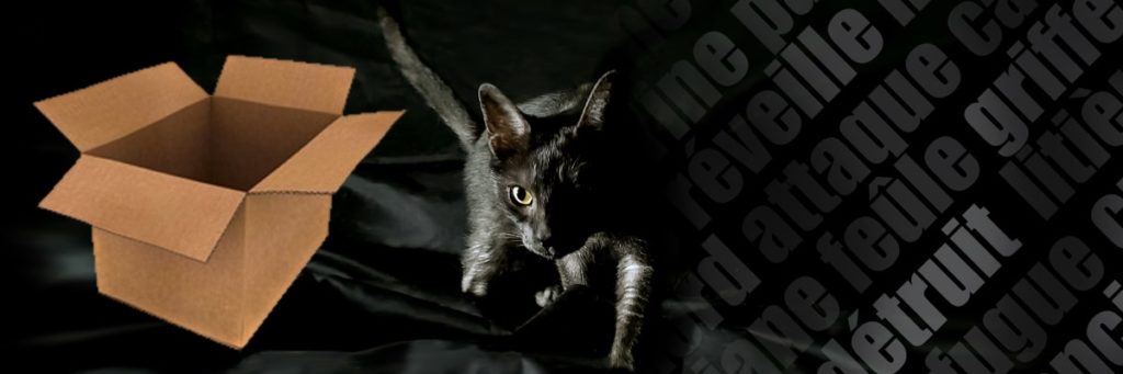 déménager-avec-chat-chaton