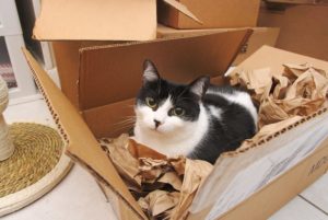 chat-joue-cartons