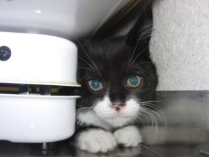chat-prostre-effraye
