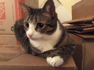 chat-sur-cartons