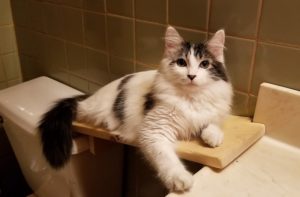 chat-salle-de-bain