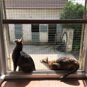 protection-fenetres-chats