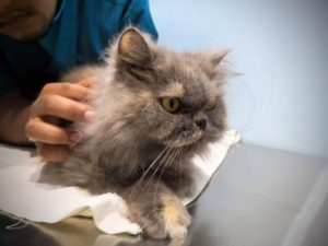 Chat-examen-veterinaire