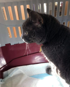 chat-alese-cage