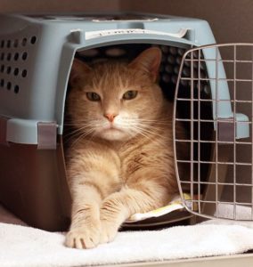 chat-habituer-cage-transport