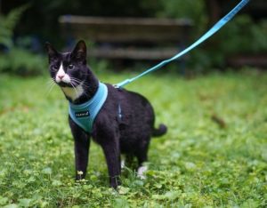 chat-marche-laisse