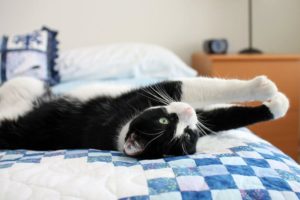 chat-heureux-detendu