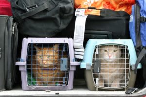 chat-caisse-transport