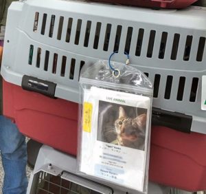 chat-avion-soute