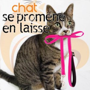 chat-laisse-apprentissage