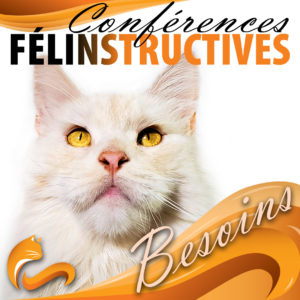 Chat-chatons-degats-betises