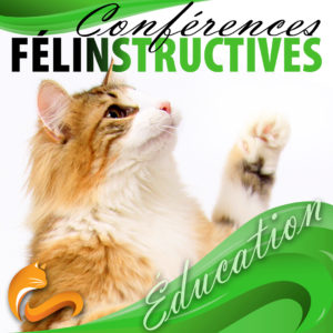 Chats-chatons-apprentissage