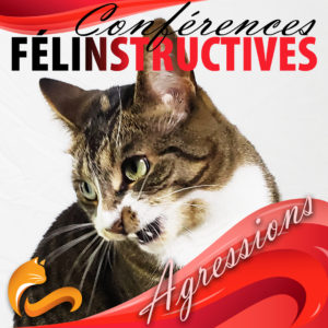 Chats-attaque-mord-main-cheville
