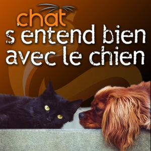 Chat s'entend bien avec le chien