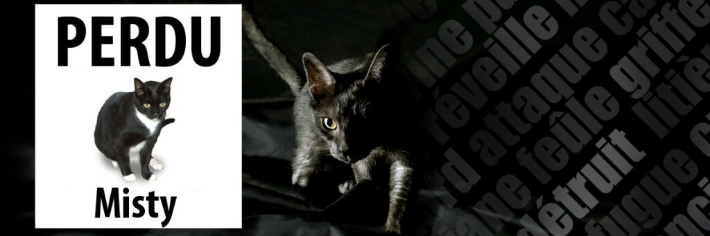 Chat perdu